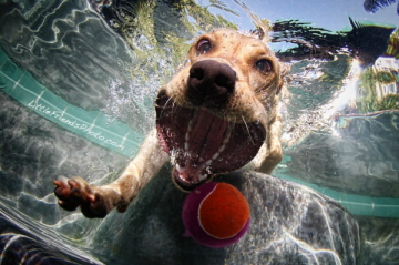 underwater dog pictures 1