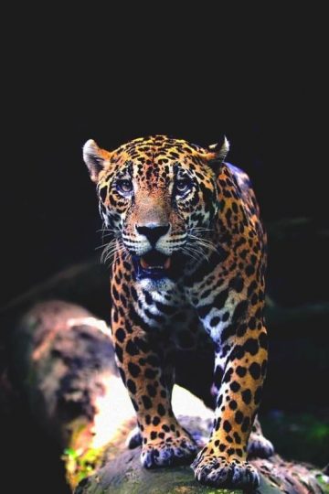 leopard photograph