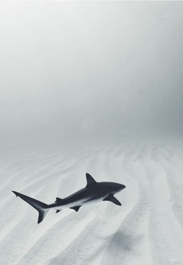shark photograph