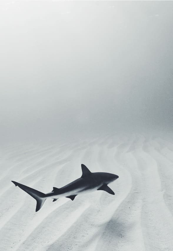 shark photograph