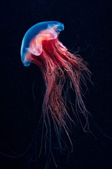 jelly fish