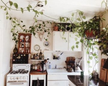 small cozy kitchen with monsterous vine plant
