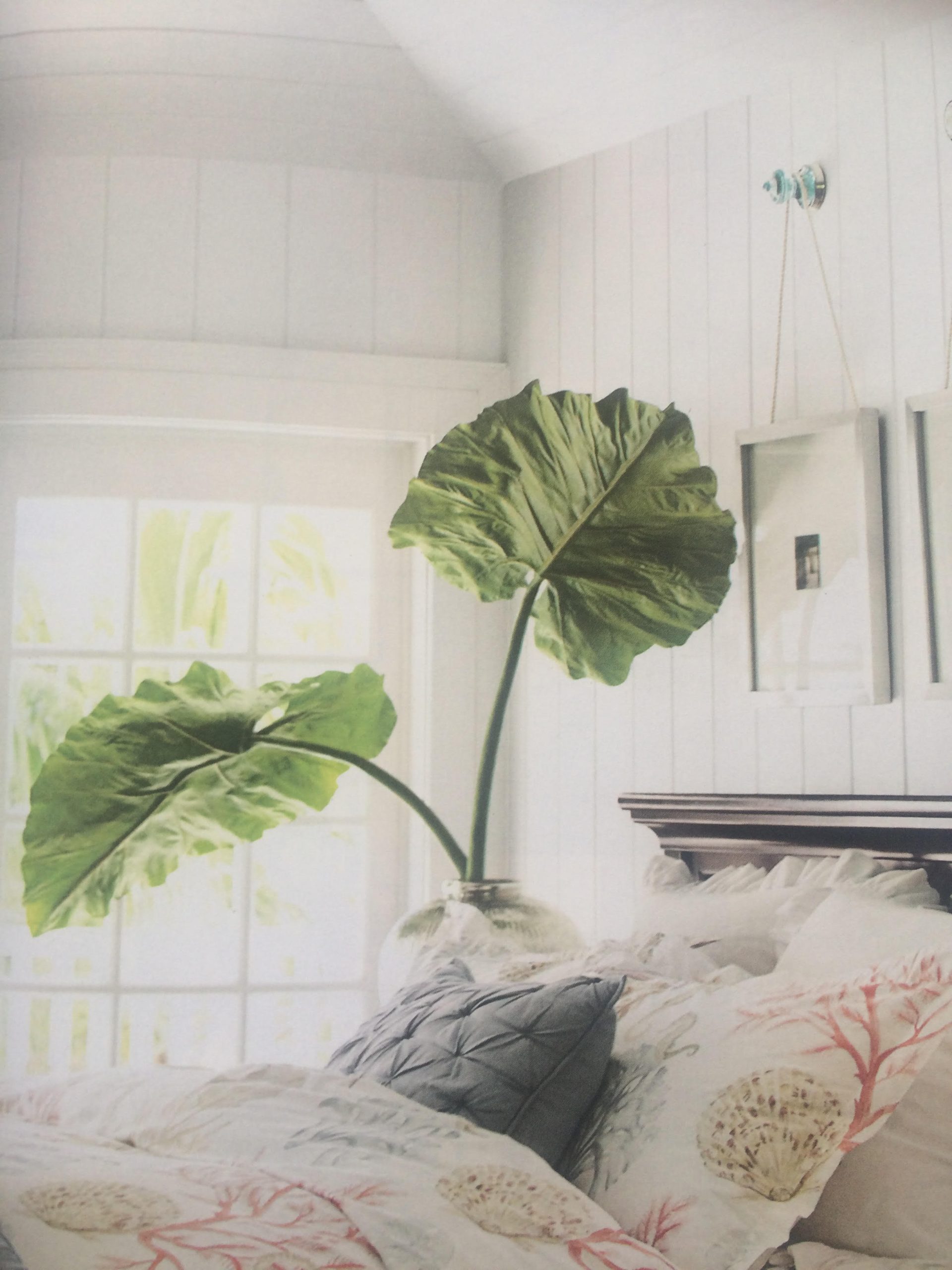 huge philodendron scaled
