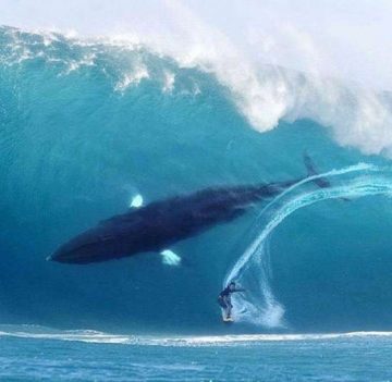 whale in wave with surfer