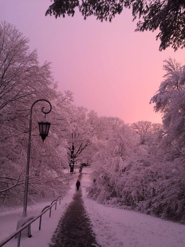 pink in winter