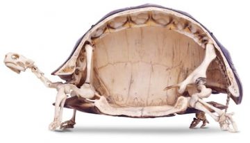 tortoise cutaway
