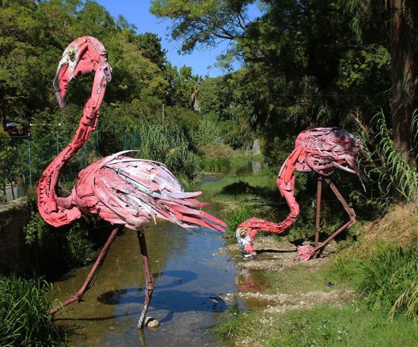 flamingos