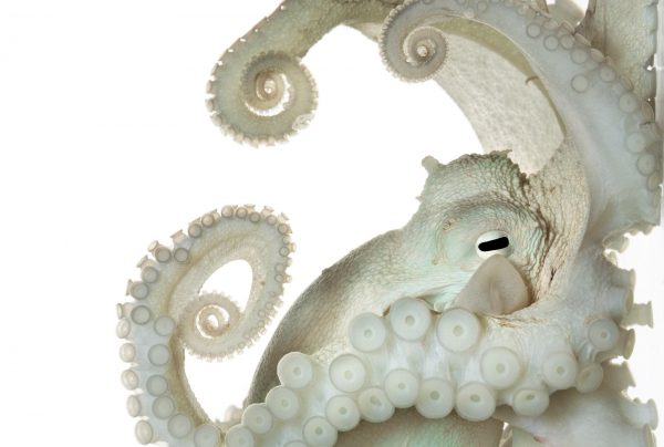 octopus.adapt .1900.1