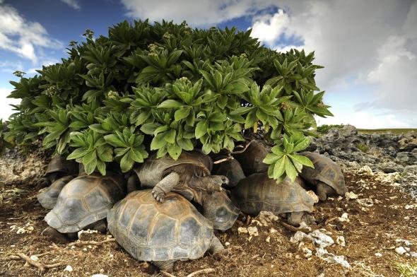 tortoises.adapt .590.1