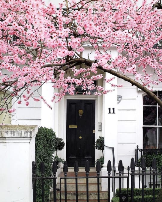 stately entrance with black door lion knocker and cherry tree